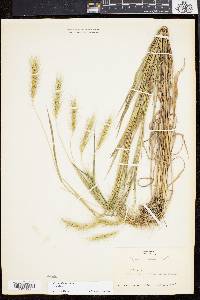 Elymus villosus image