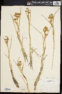 Scheuchzeria palustris image