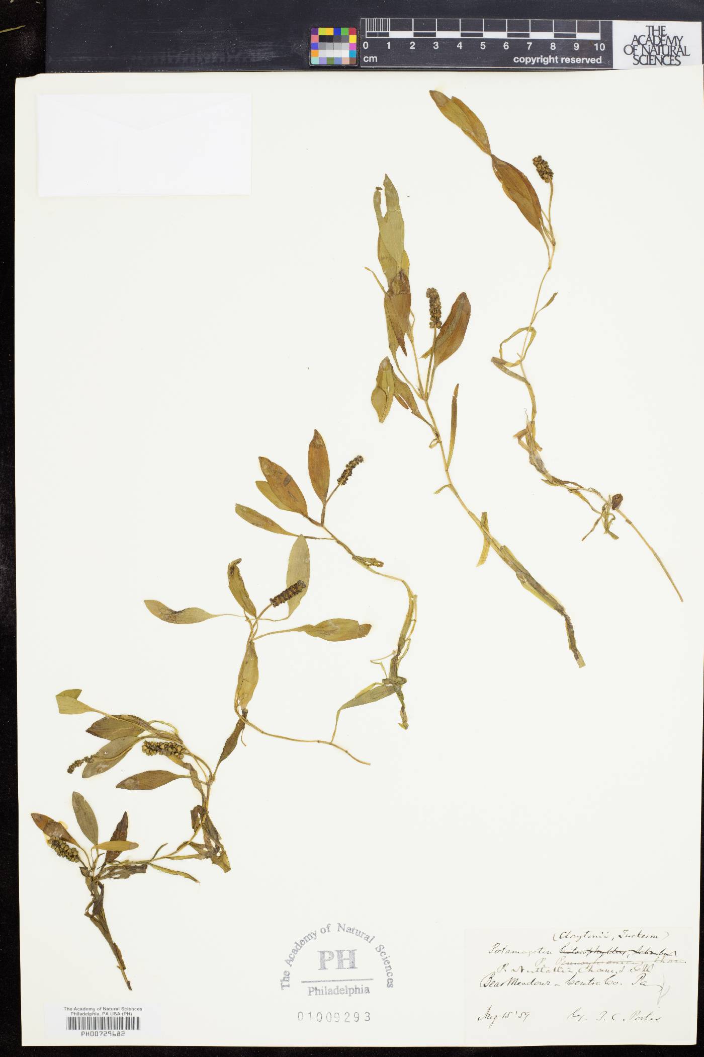 Potamogeton nuttallii image