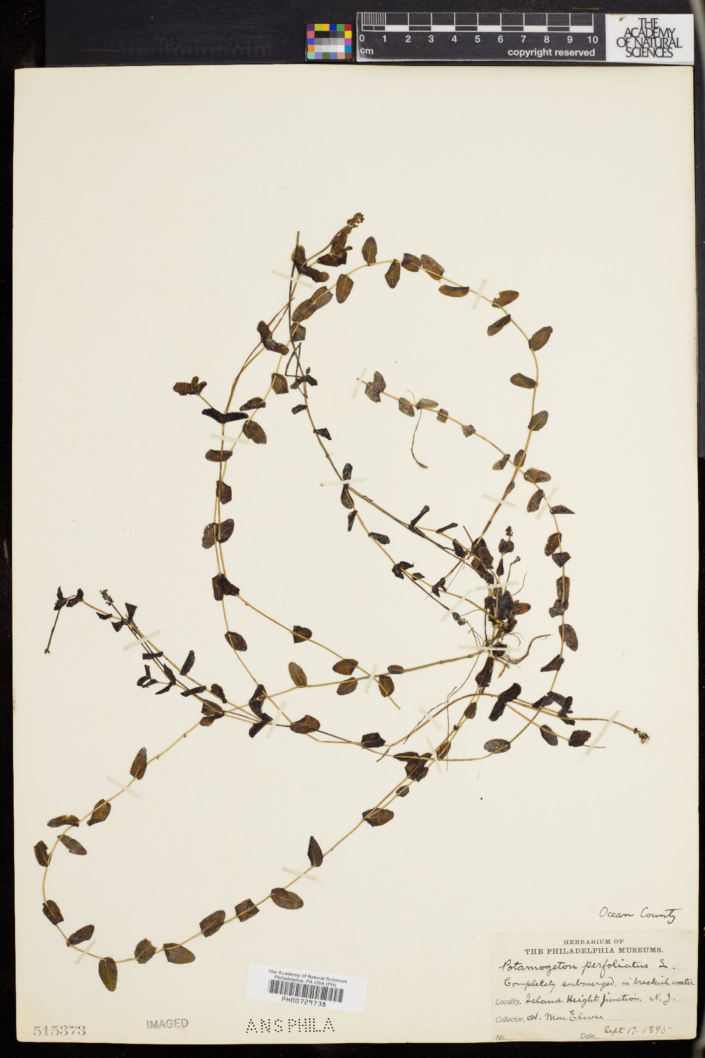 Potamogeton perfoliatus image