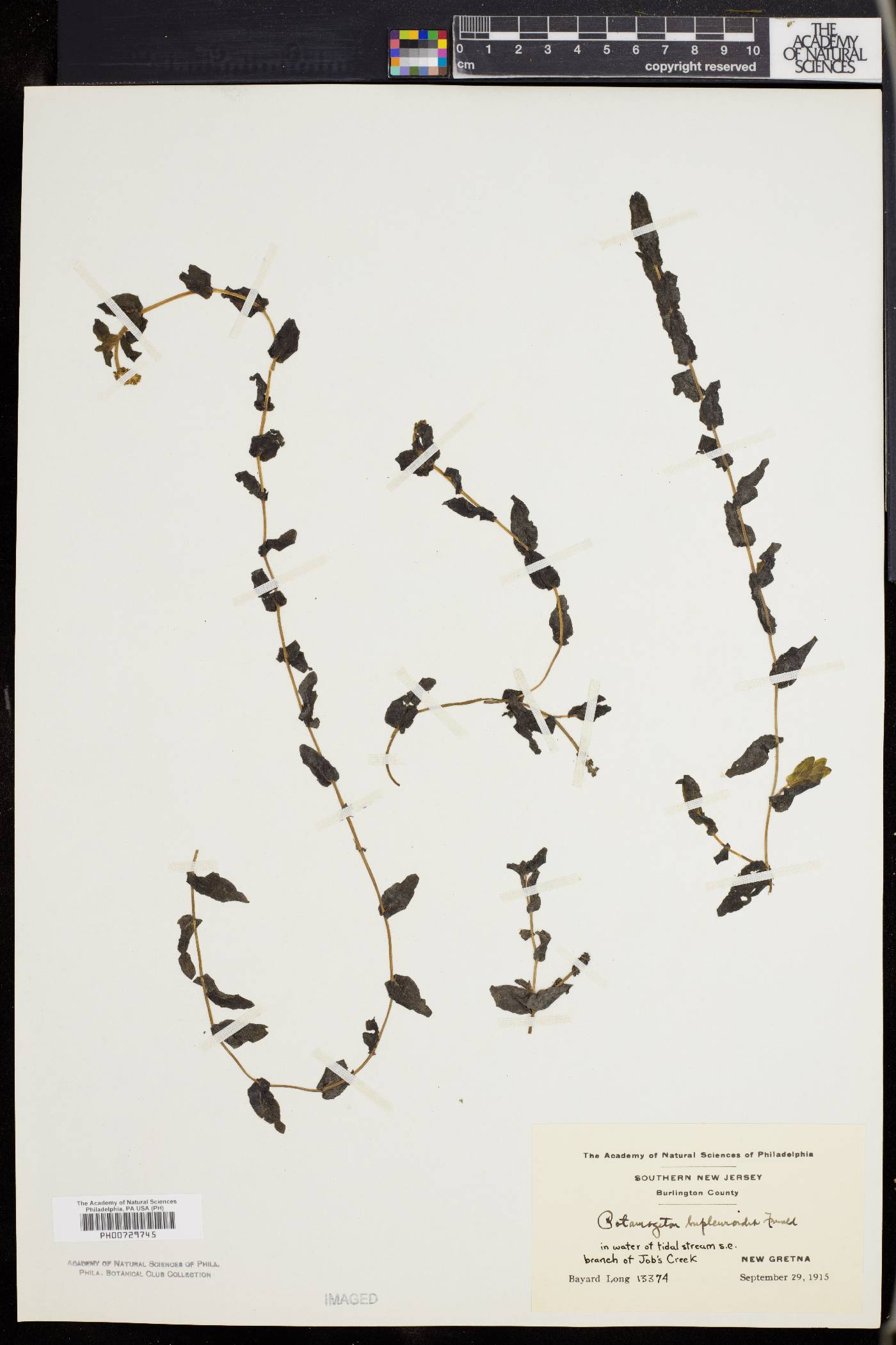 Potamogeton perfoliatus image