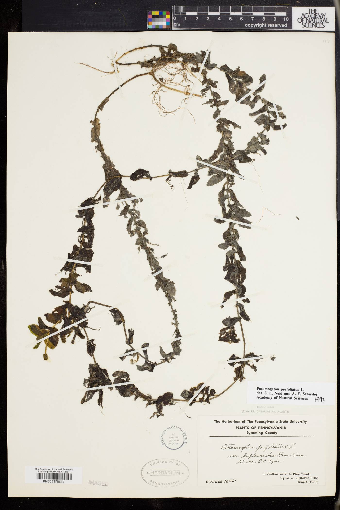 Potamogeton perfoliatus image