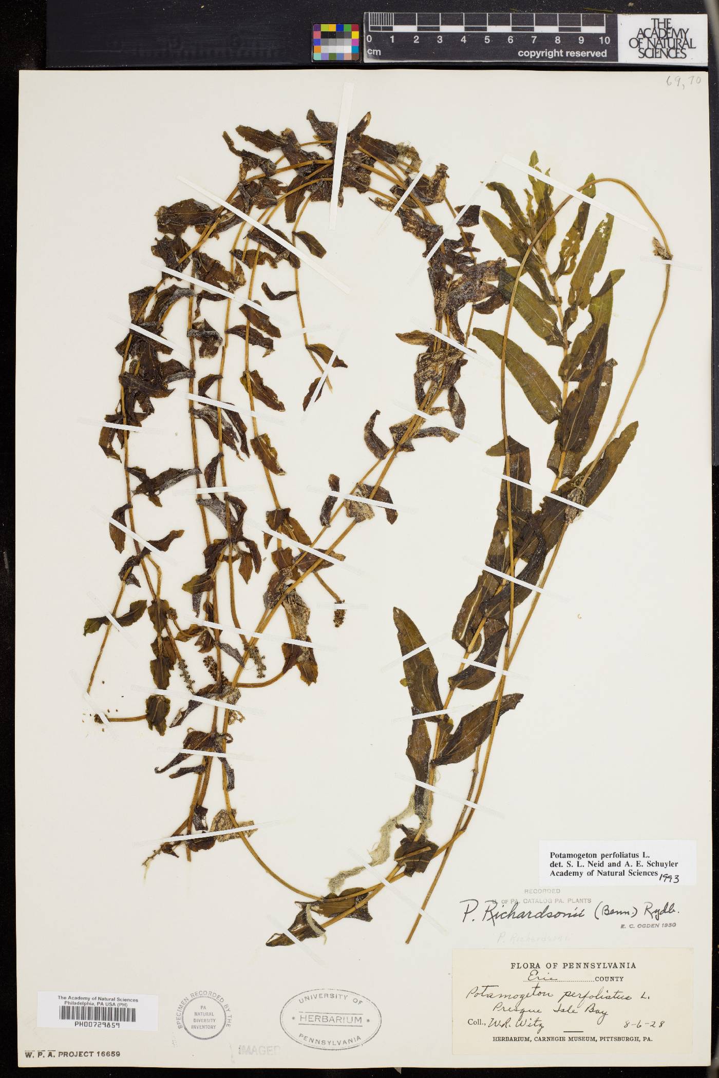 Potamogeton perfoliatus image