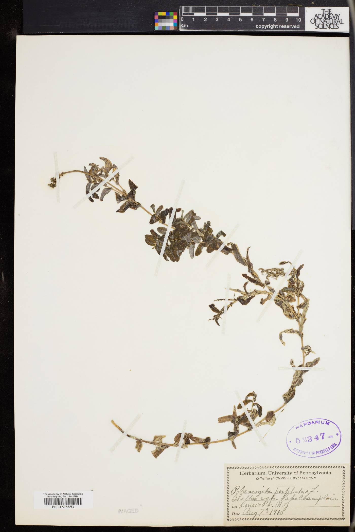 Potamogeton perfoliatus image