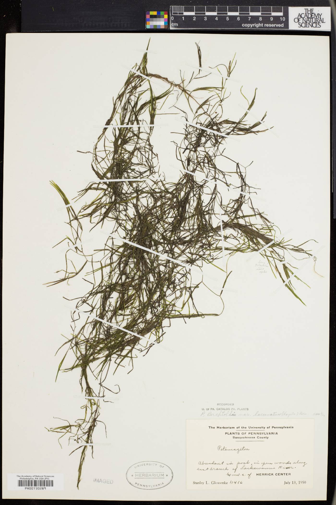 Potamogeton berchtoldii subsp. berchtoldii image