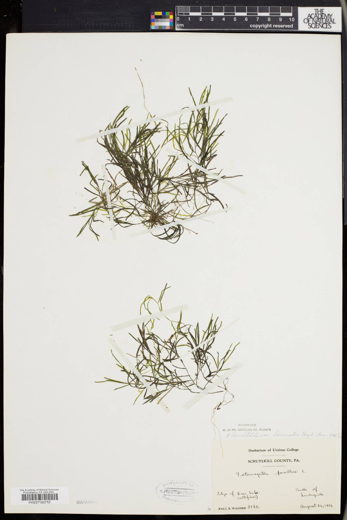 Potamogeton berchtoldii subsp. berchtoldii image