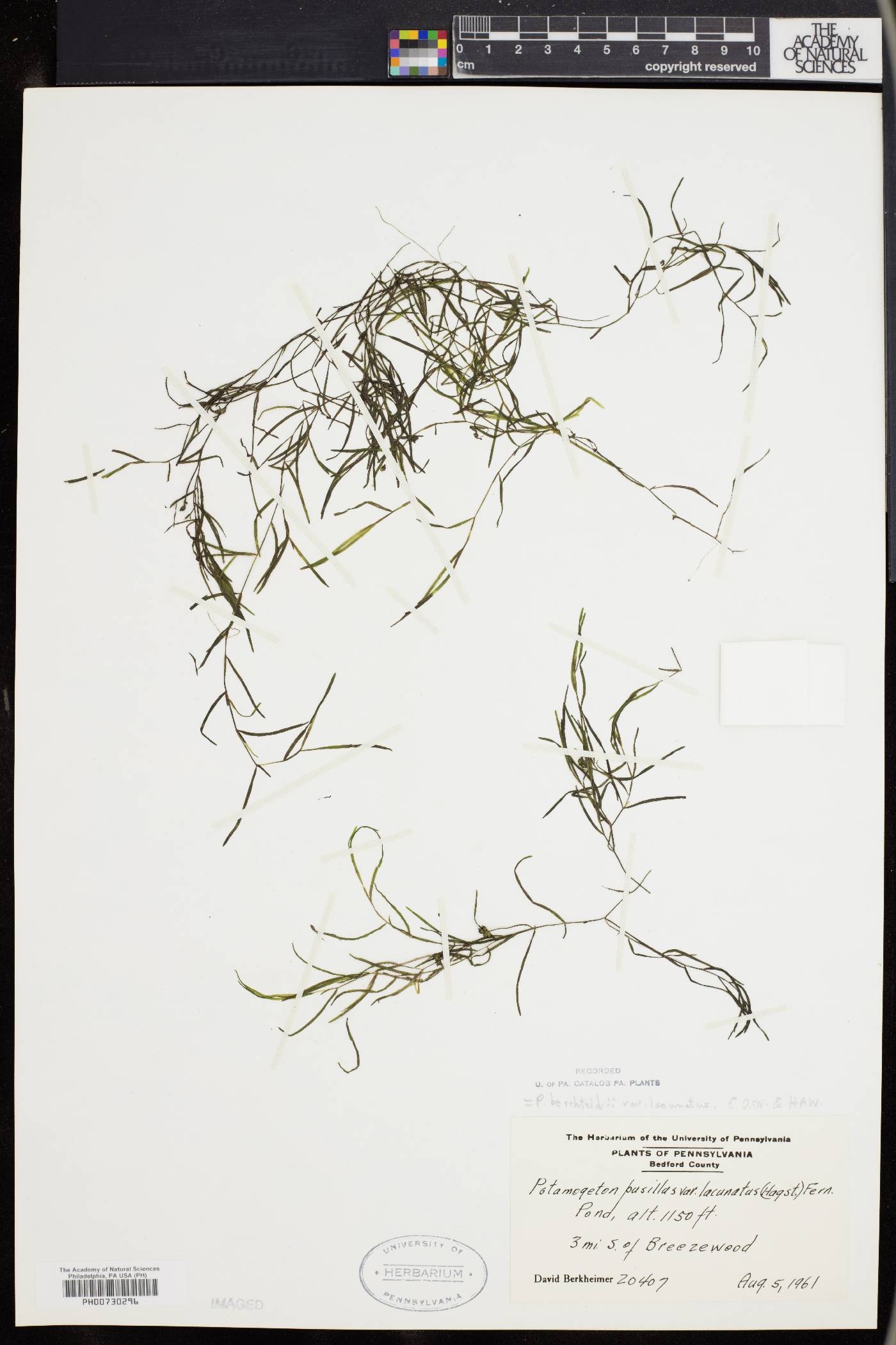 Potamogeton berchtoldii subsp. berchtoldii image