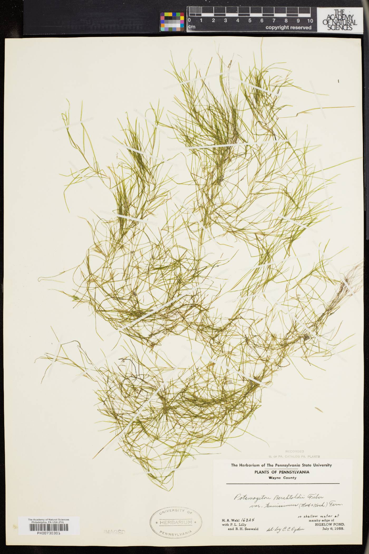 Potamogeton berchtoldii image