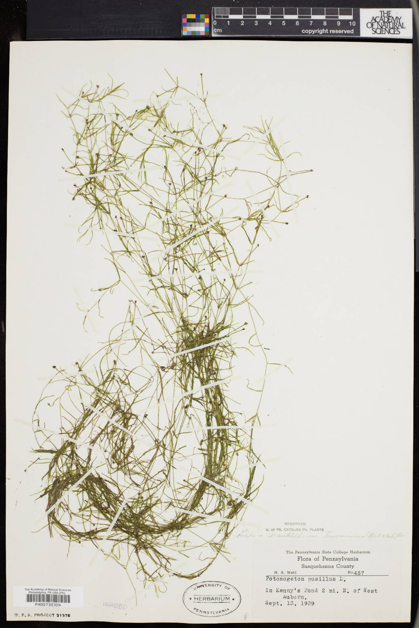 Potamogeton berchtoldii image