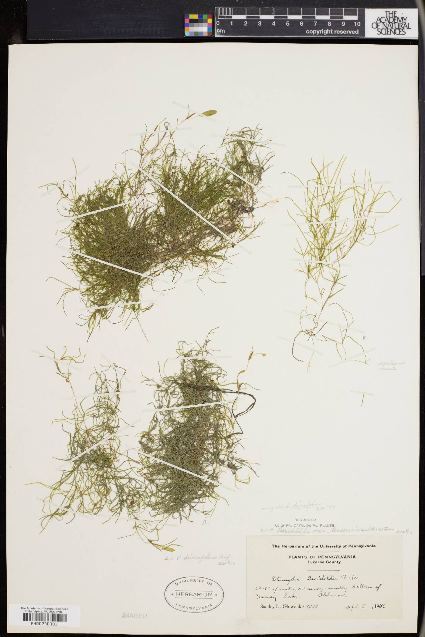 Potamogeton berchtoldii subsp. berchtoldii image