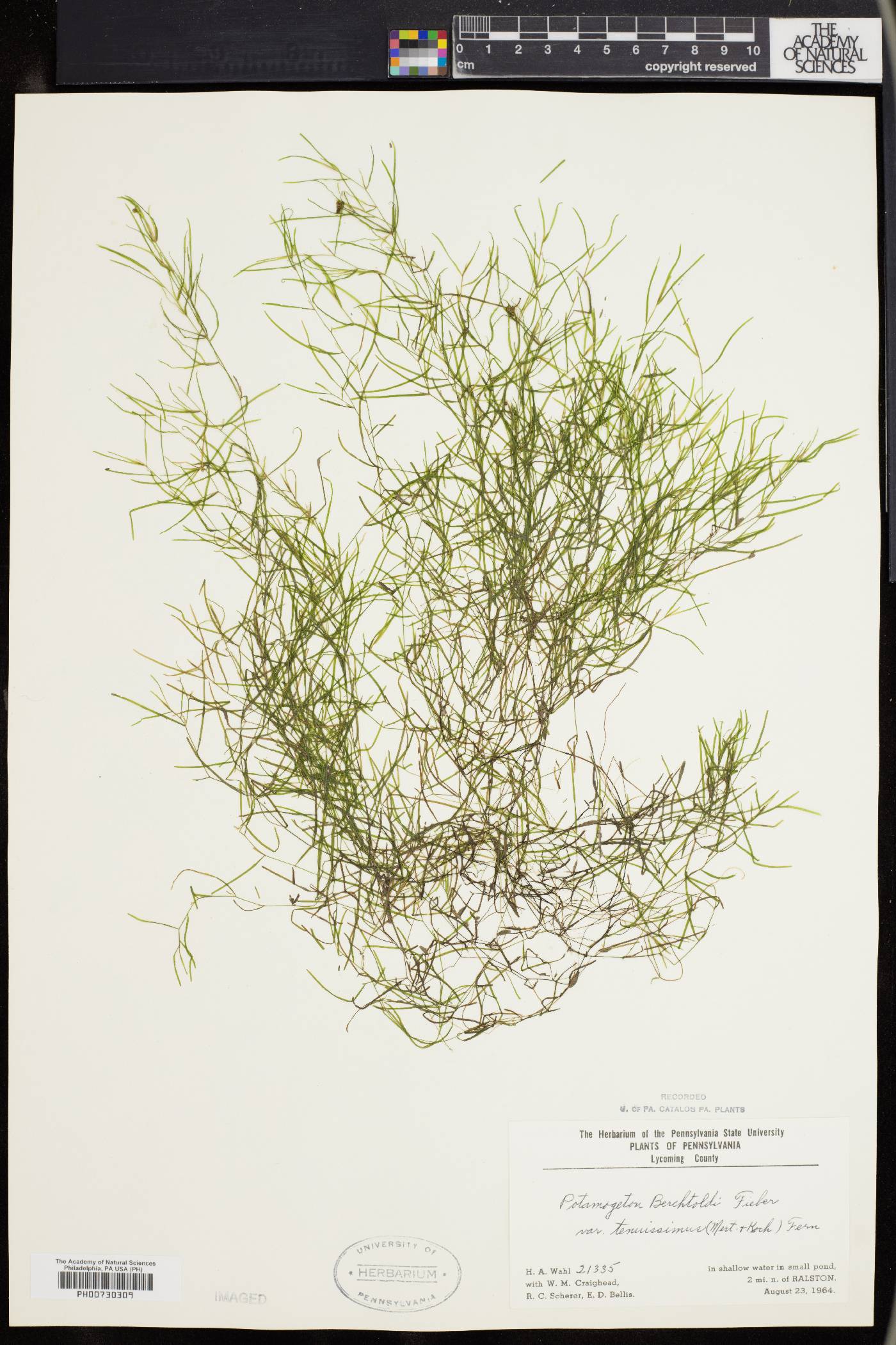 Potamogeton berchtoldii subsp. berchtoldii image