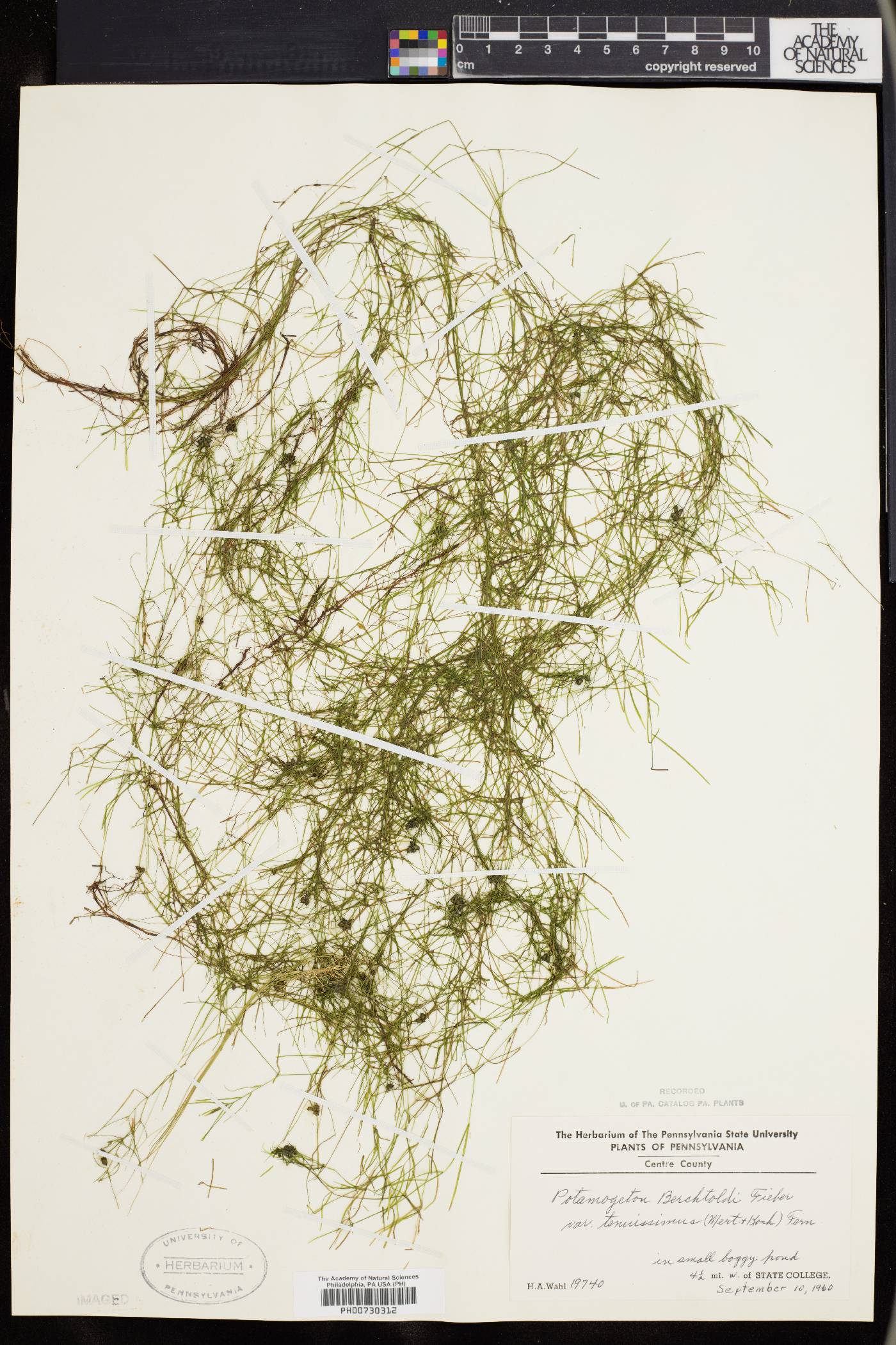 Potamogeton berchtoldii subsp. berchtoldii image