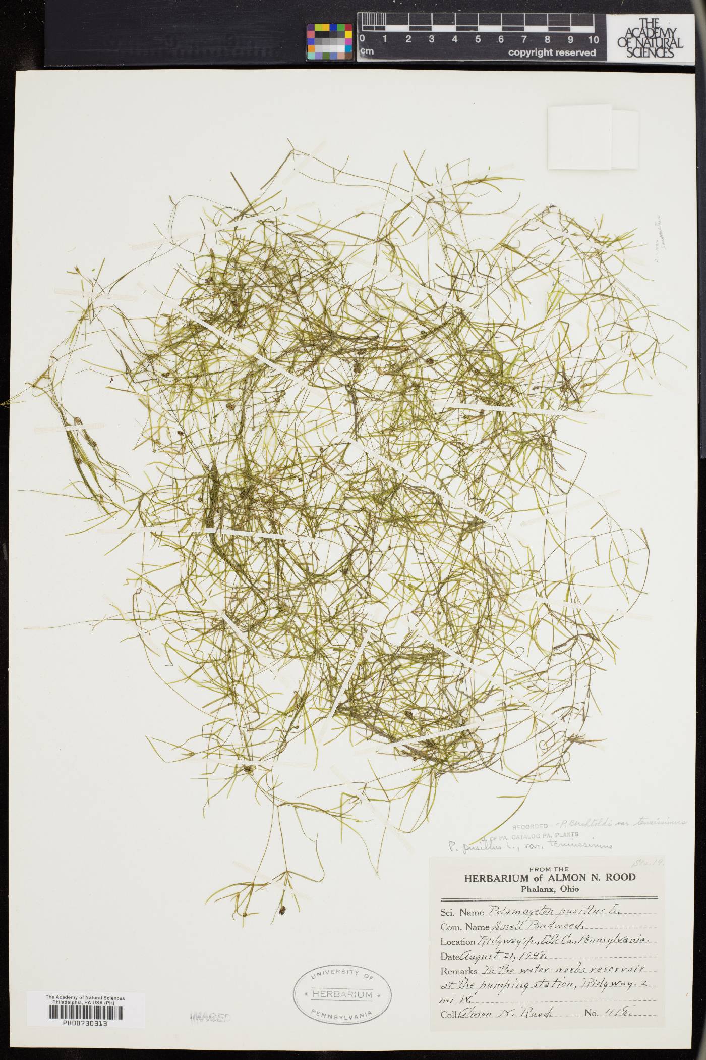 Potamogeton berchtoldii subsp. berchtoldii image