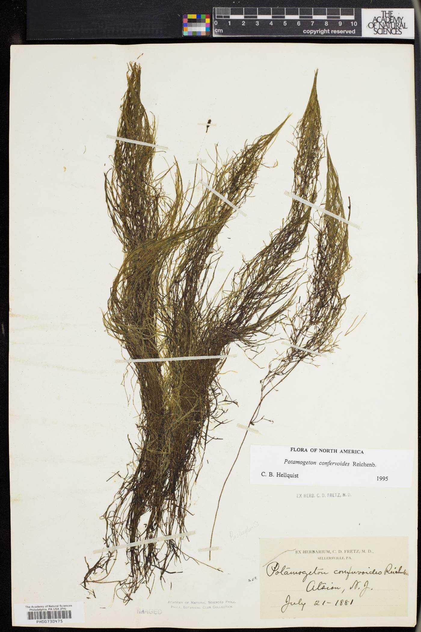 Potamogeton confervoides image