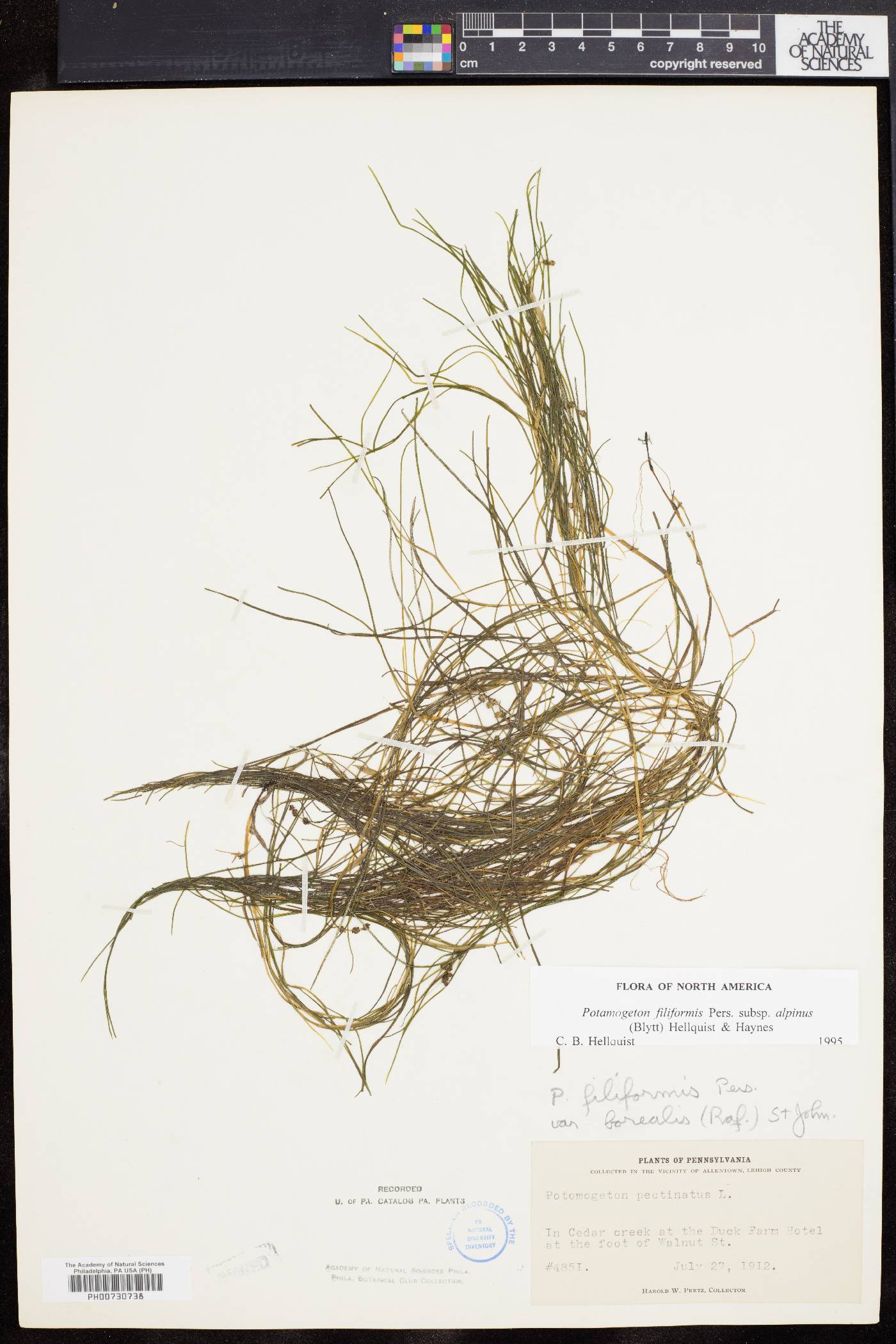 Stuckenia filiformis subsp. alpinus image