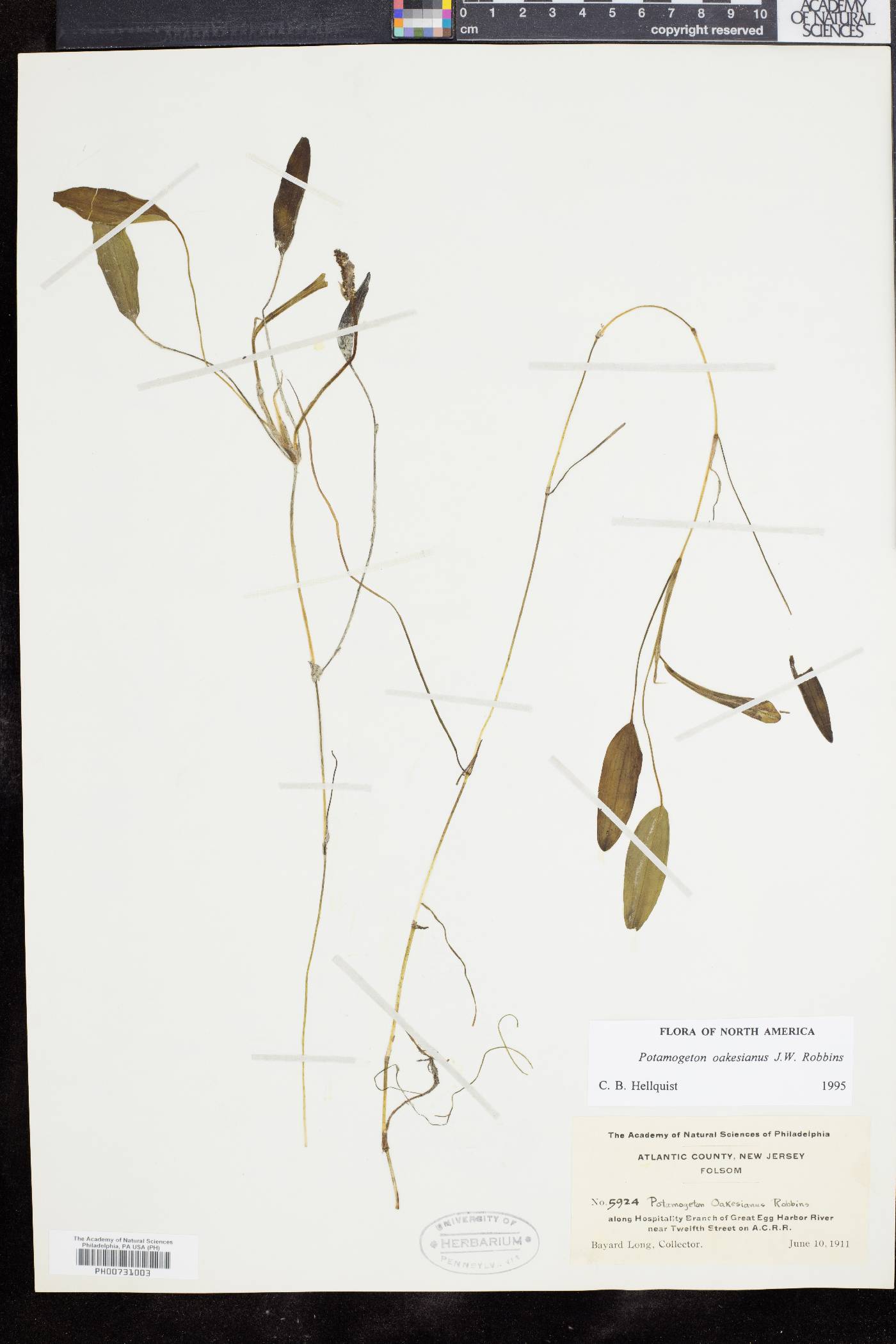 Potamogeton oakesianus image