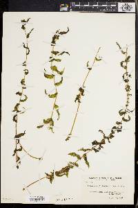 Potamogeton richardsonii image