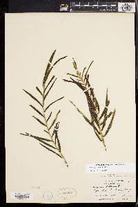 Potamogeton robbinsii image