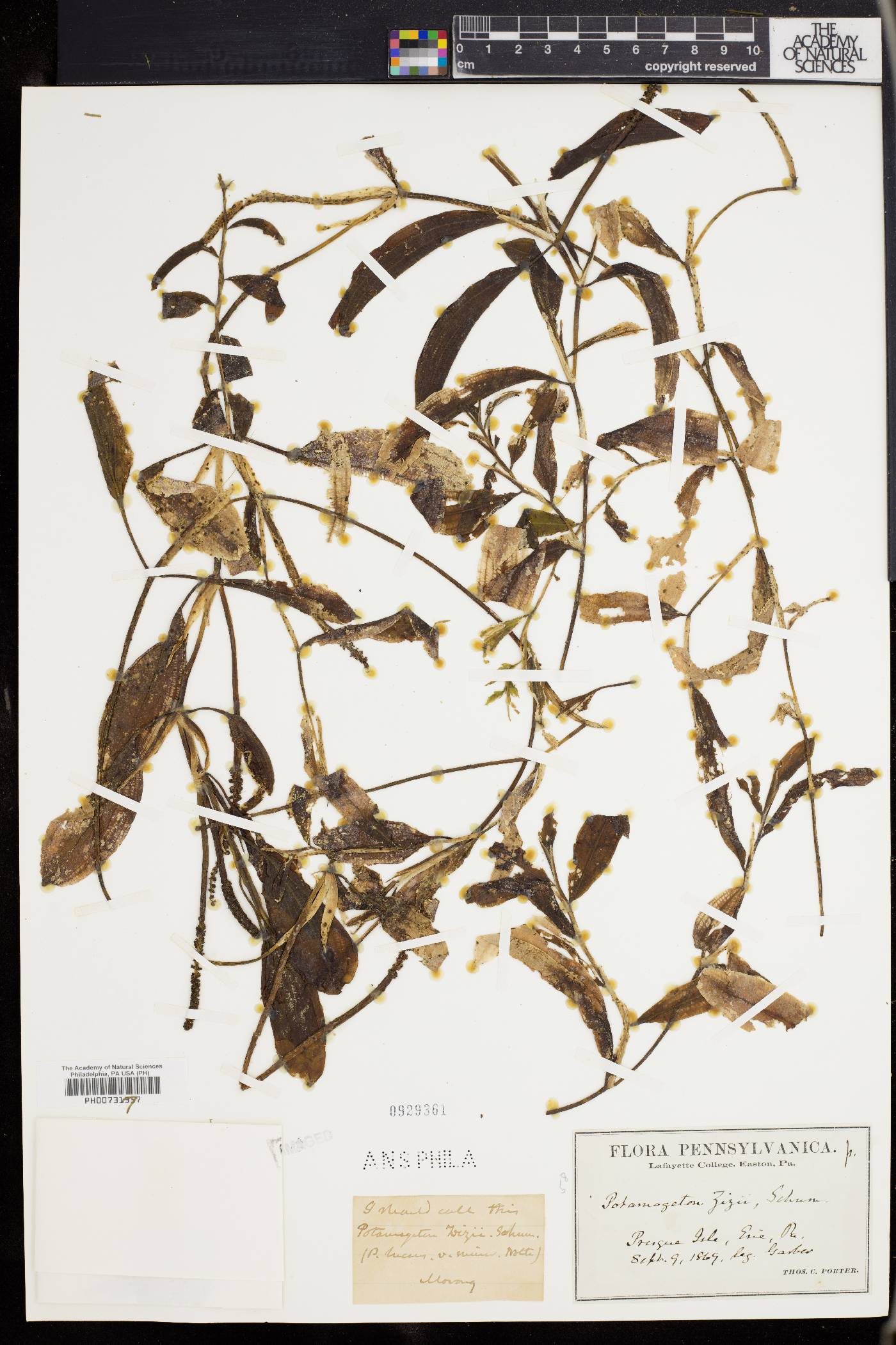Potamogeton lucens image