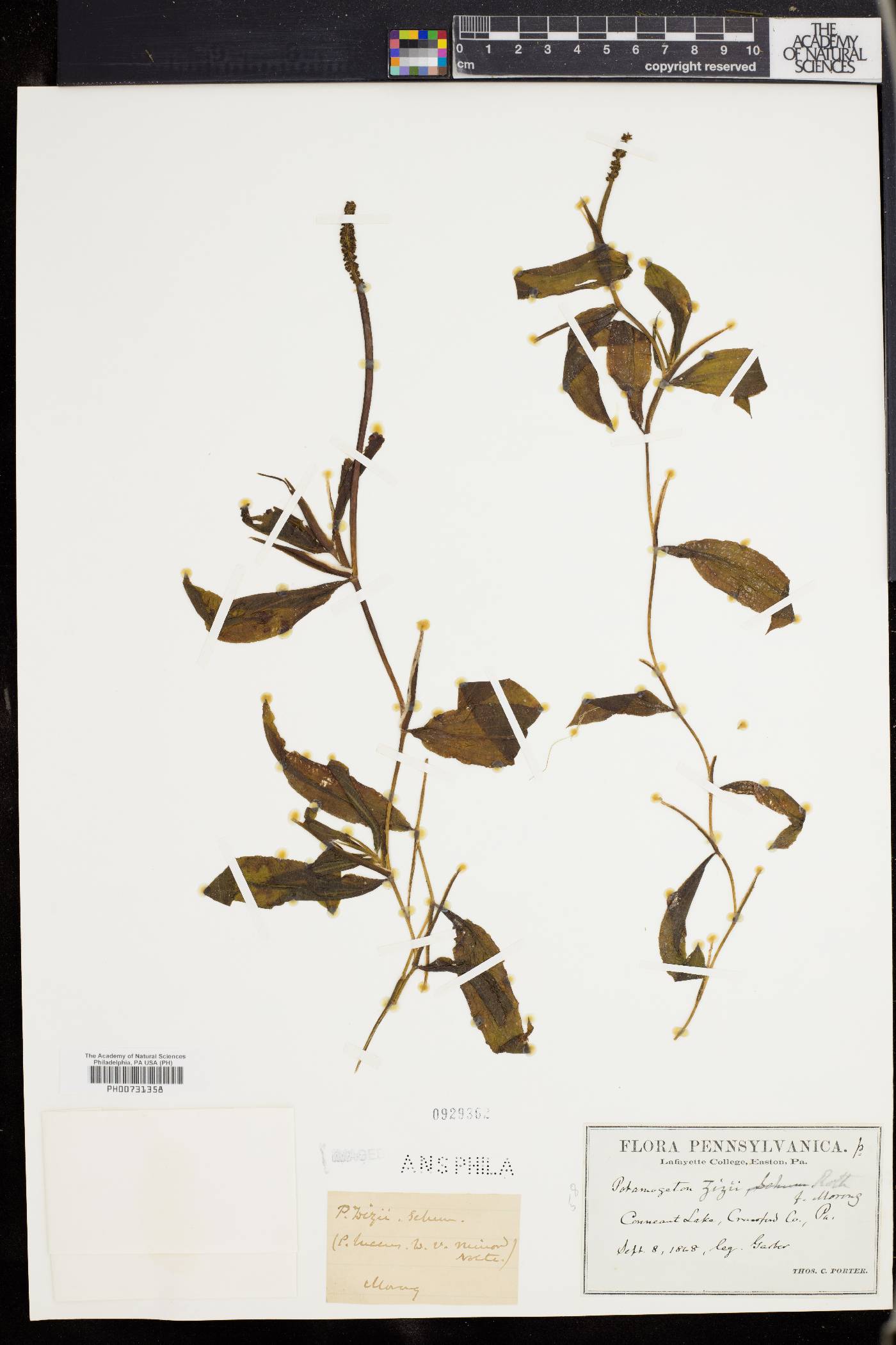 Potamogeton lucens image