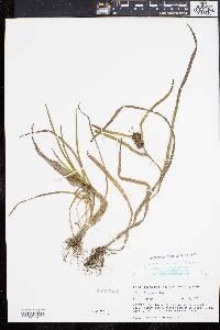 Sparganium angustifolium image