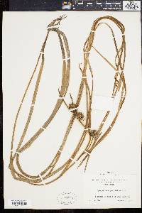 Sparganium angustifolium image