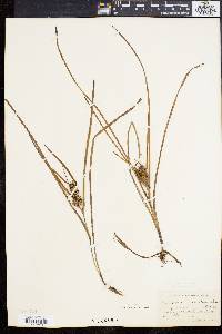 Sparganium angustifolium image