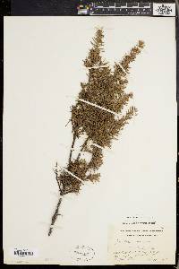 Juniperus communis var. depressa image