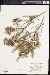 Juniperus communis var. depressa image