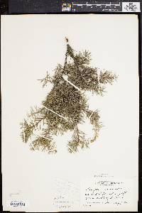 Juniperus communis var. depressa image