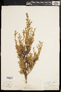 Chamaecyparis thyoides image