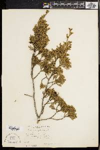 Chamaecyparis thyoides image