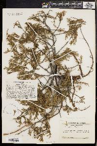 Chamaecyparis thyoides image