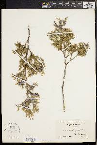 Chamaecyparis thyoides image