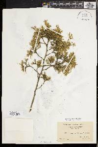 Chamaecyparis thyoides image