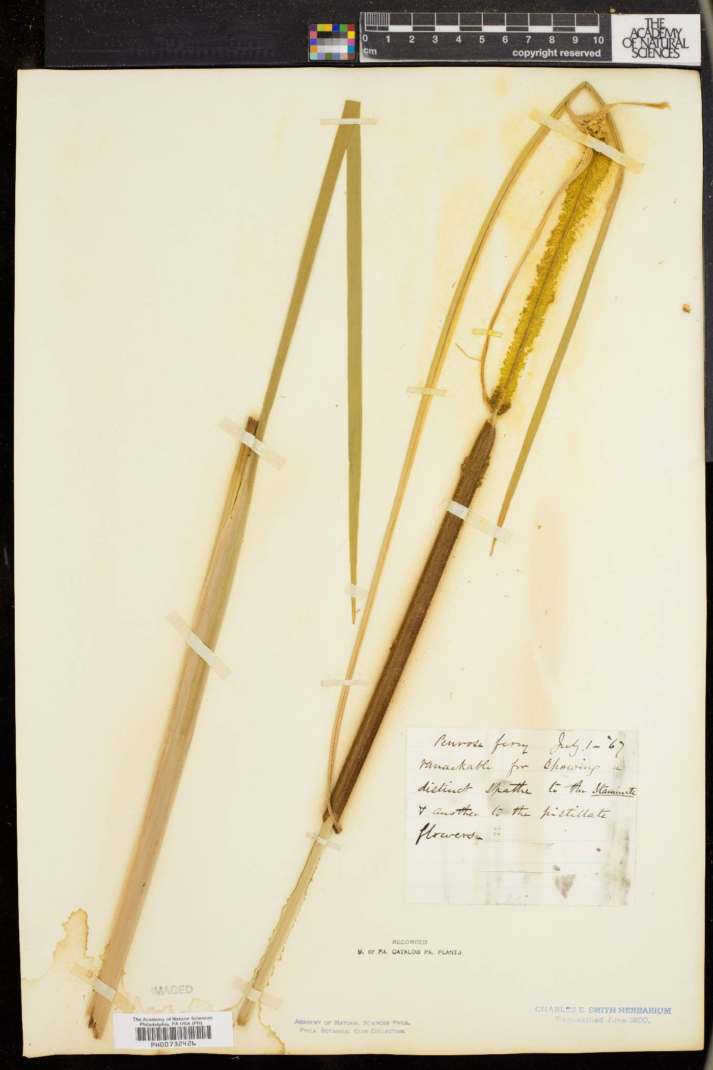 Typha latifolia var. ambigua image