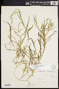 Potamogeton zosteriformis image