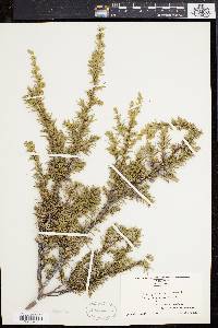 Juniperus communis var. depressa image