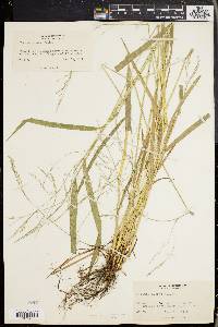 Festuca obtusa image