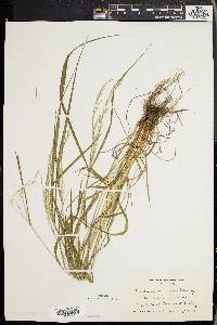 Festuca obtusa image