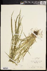 Festuca obtusa image