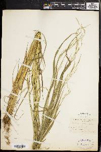 Festuca obtusa image