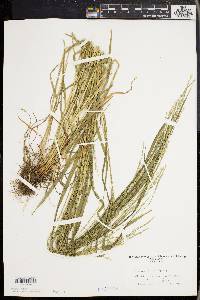 Festuca obtusa image