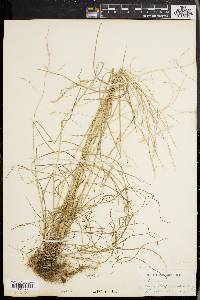 Festuca obtusa image