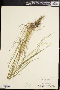 Festuca obtusa image