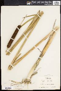 Typha angustifolia image