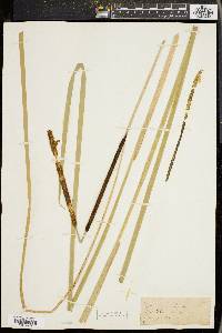 Typha angustifolia image