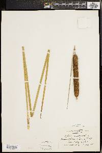 Typha angustifolia image