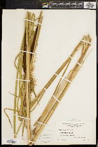 Typha angustifolia image