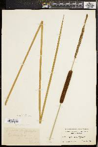 Typha angustifolia image